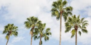 artigos 112 - Jen Dantas Ferienwohnungen in Florida